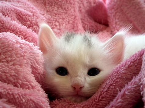 Baby Kittens Photos and Premium High Res Pictures .